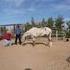 Real nice 10yr. old strawberry roan Appy. mare