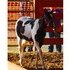 Extemely Flashy Bred to Win