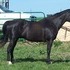 Big, Black, Broke gelding