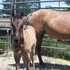 Grullo Stud Colt