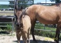 Grullo Stud Colt