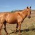 Great Horse