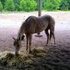 4yr old Firewater Flit Filly.