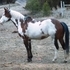 2003 APHA Bay Overo Broodmare
