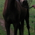 Tall Mellow Paso Fino Gelding