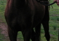 Tall Mellow Paso Fino Gelding