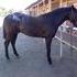 beautiful black blanket stud started under saddle