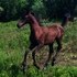 **Gorgeous SOLID Black Arabian Filly**