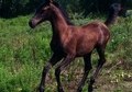 **Gorgeous SOLID Black Arabian Filly**