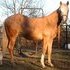 Breeders Trust Stallion Bookings Available 2012