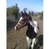 UPDATED PHOTOS! Sire is Stylizer!
