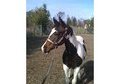 UPDATED PHOTOS! Sire is Stylizer!