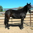 Exceptional DeMille Foxtrotter