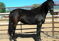 Exceptional DeMille Foxtrotter