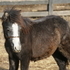 Dark Grey Welsh Cross Pony Colt 