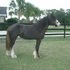 Gypsy Vanner Black Blagdon Mare