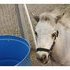 Silver Buckskin colt