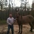  Reduced !Banjo... Dun Buckskin with black points