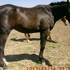 Thoroughbred racing prospect