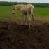 JD ~John Deere?
