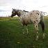 Dreamfinder Grandson aT Stud
