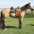 VIDEO Stunning Buckskin Filly!