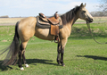 VIDEO Stunning Buckskin Filly!