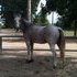 Great trail running quarter gelding 11 years young