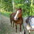 2001 Nice reg. quarter mare