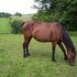 Standardbred Mare