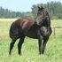 ***LIBERTY VON DONIUS*** 2011 FRIESIAN FILLY***