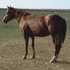 Sorrel mare in foal to nice cutting stud!