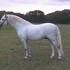 Welsh Section A Pony at Stud