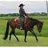 Quiet AQHA Gelding, has been shown.