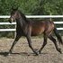 ***Elegant***Athletic***Inteligent**Friesian Sporthorse Filly***