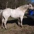~Price Reduced~ Well-behaved gelding