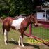 Yearling Paint Stud