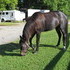 Black Standardbred Mare