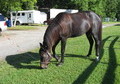 Black Standardbred Mare