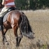 Flashy chocolate Mare
