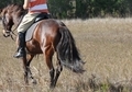 Flashy chocolate Mare