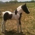 Incredible Gypsy Colt