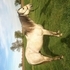 Beautiful registered gray stud horse