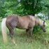 AQHA PBHA APHA  at STUD