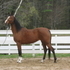 Stunning Arabian Mare