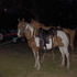 ALL AROUND GOOD PAINT GELDING