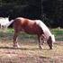 Adorable Shetland Pony Mare