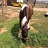 Sweet Paint gelding
