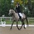 TRAKEHNER  GELDING
