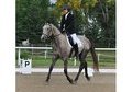 TRAKEHNER  GELDING